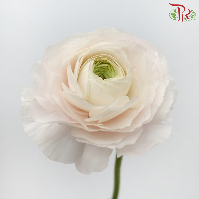Ranunculus Cloni