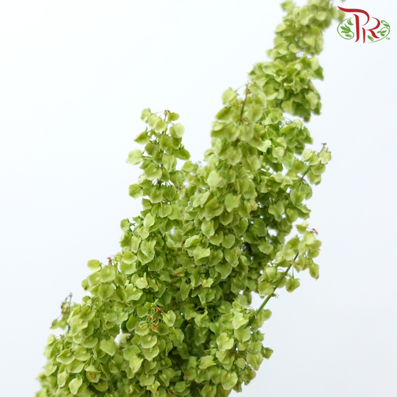 Rumex 《酸模属》