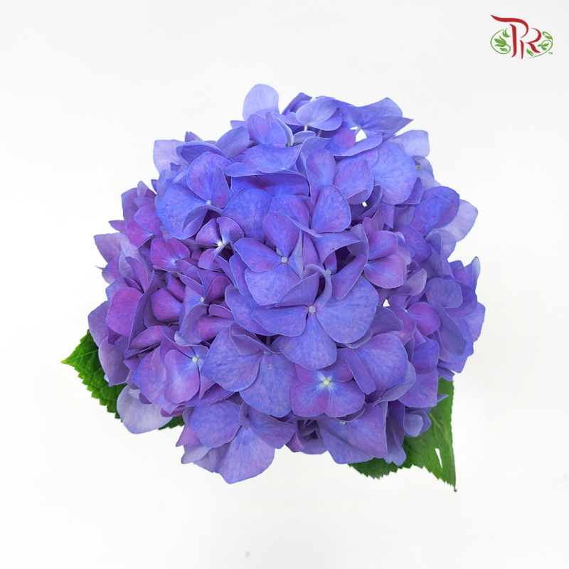 Hydrangea - Blue (Per Stem) - Pudu Ria Florist