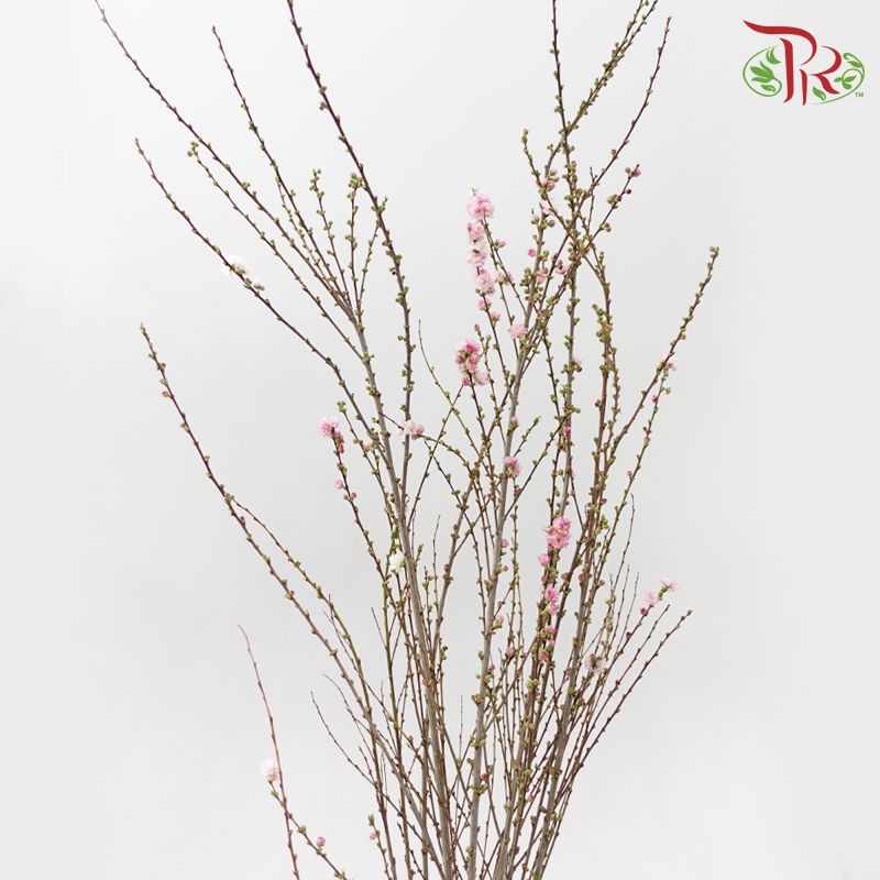 Sorbaria Sorbifolia《珍珠梅》