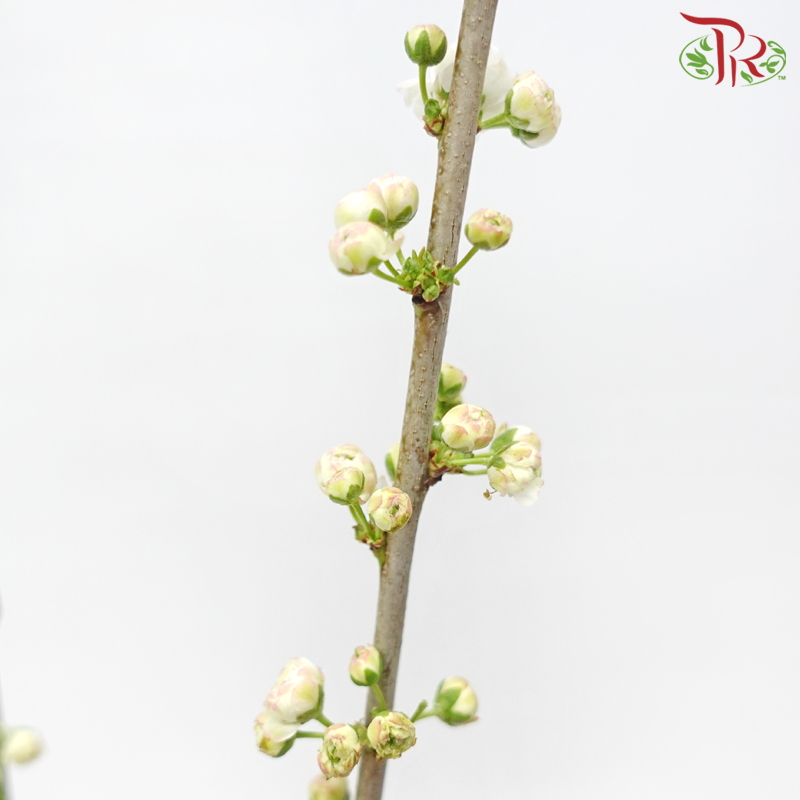 Sorbaria Sorbifolia《珍珠梅》