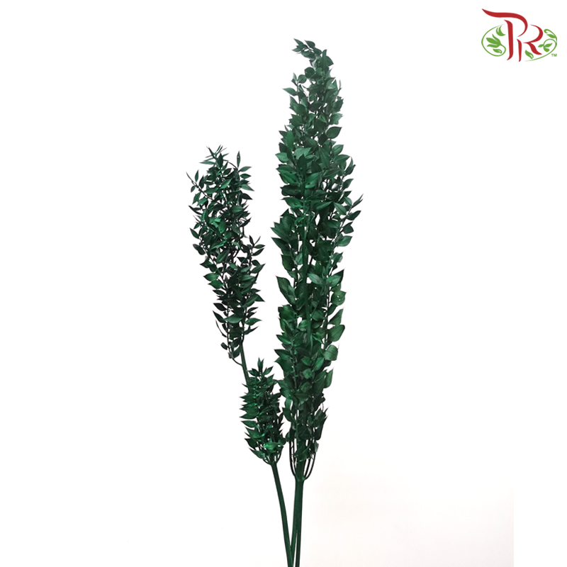 Dry Ruscus Dyed Colour - Dark Green - Pudu Ria Florist