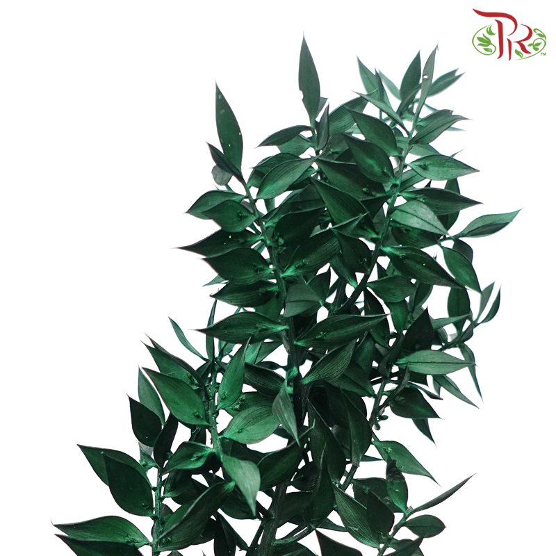 Dry Ruscus Dyed Colour - Dark Green - Pudu Ria Florist