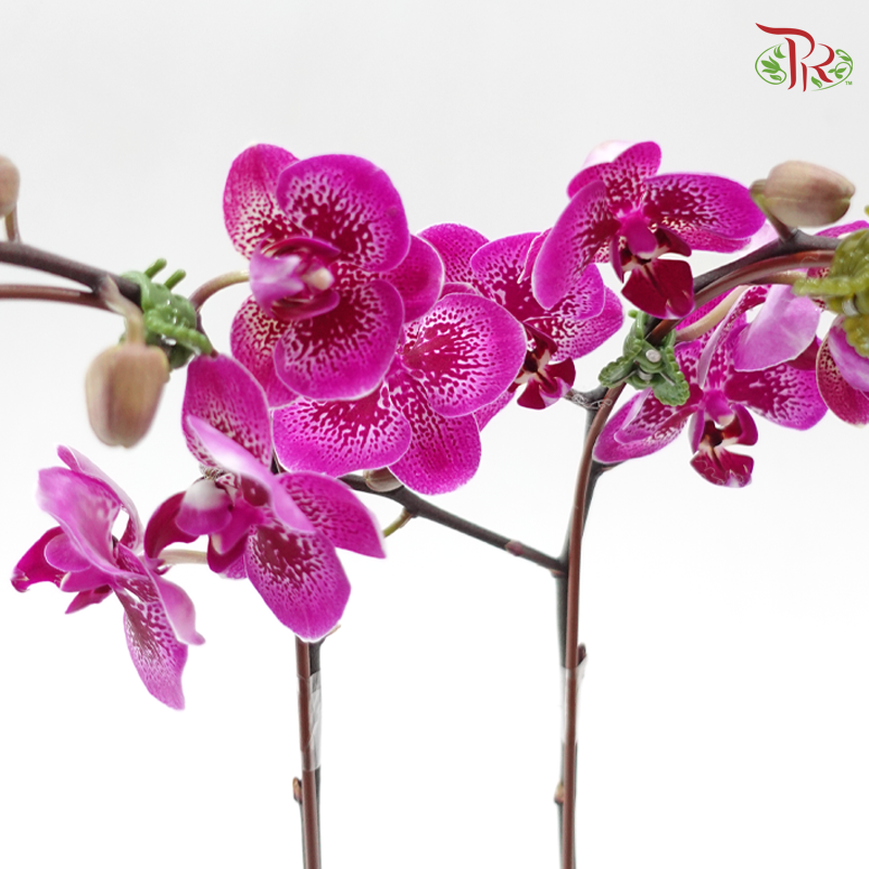 Phalaenopsis Orchid (Mini Double Stems) *With No Vase