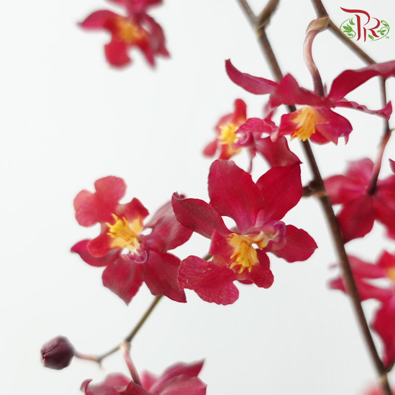Orchid Oncidium Dancing Lady