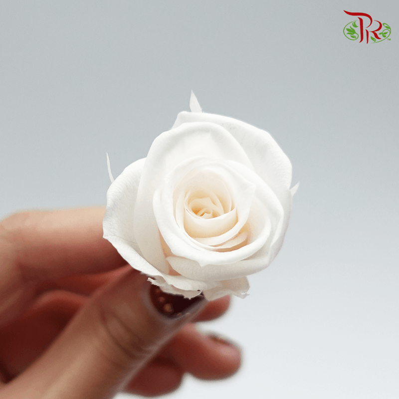 21 Bloom Rose - Extra Light Cream-Cream-China-prflorist.com.my