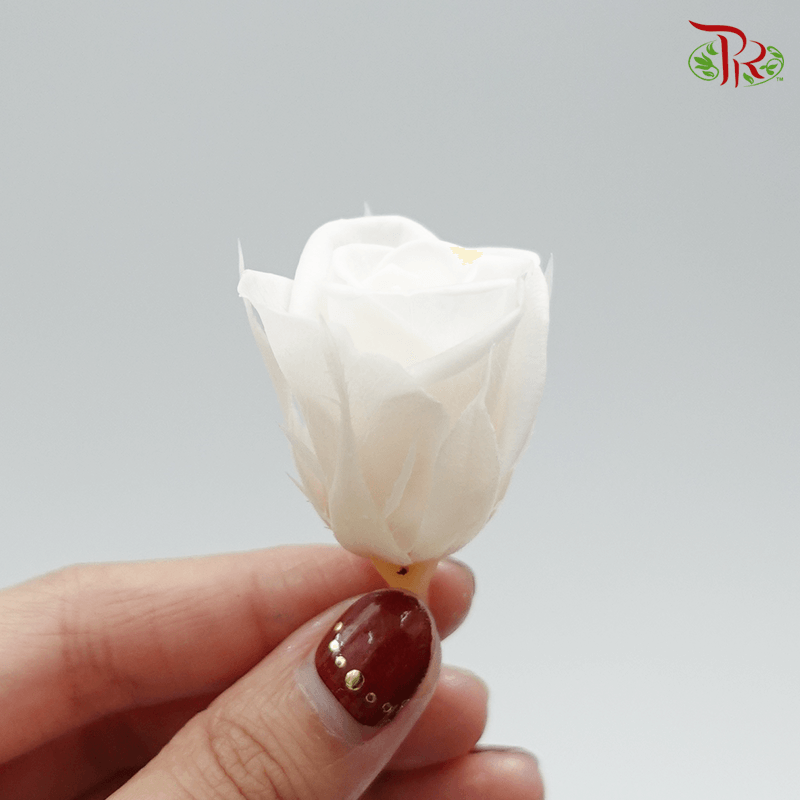 21 Bloom Rose - Extra Light Cream-Cream-China-prflorist.com.my