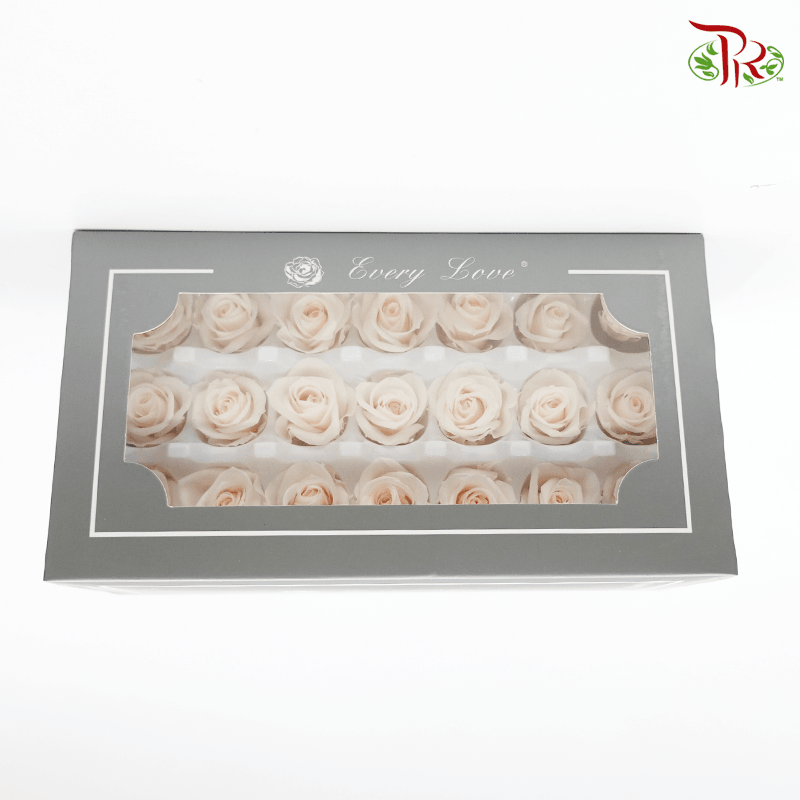 21 Bloom Rose - Extra Light Cream-Cream-China-prflorist.com.my
