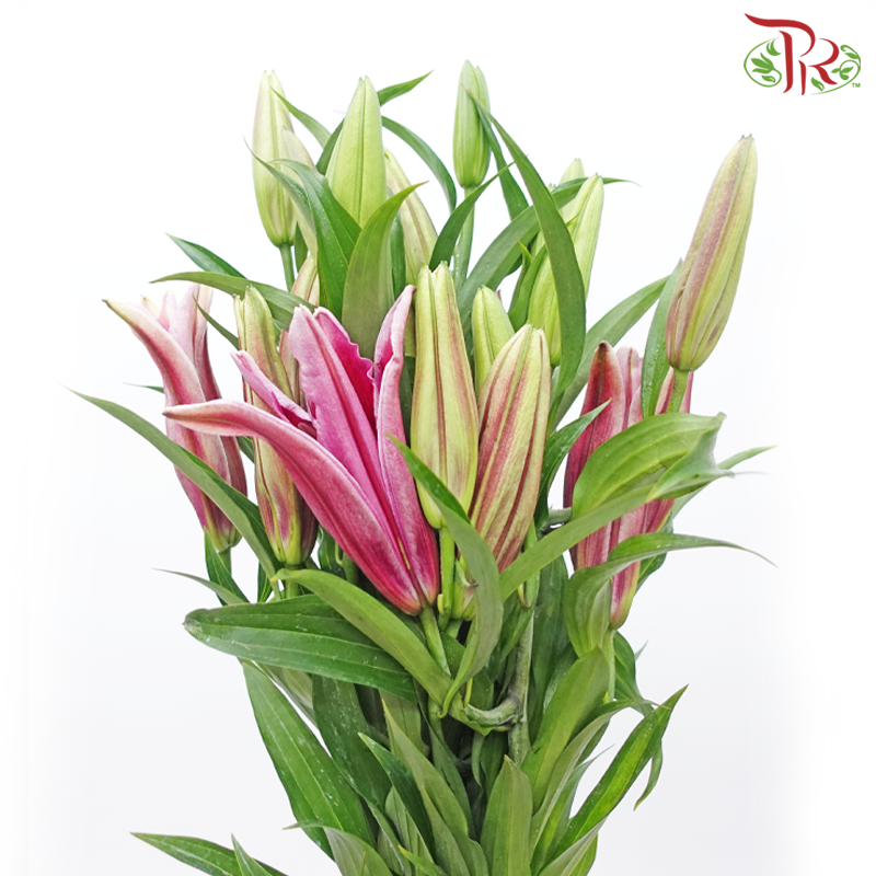 Lily 4+ - Sunset Pink (5 Stems) - Pudu Ria Florist