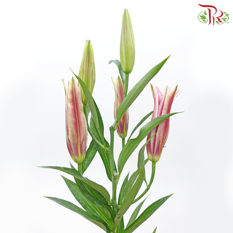 Lily 4+ - Sunset Pink (5 Stems) - Pudu Ria Florist