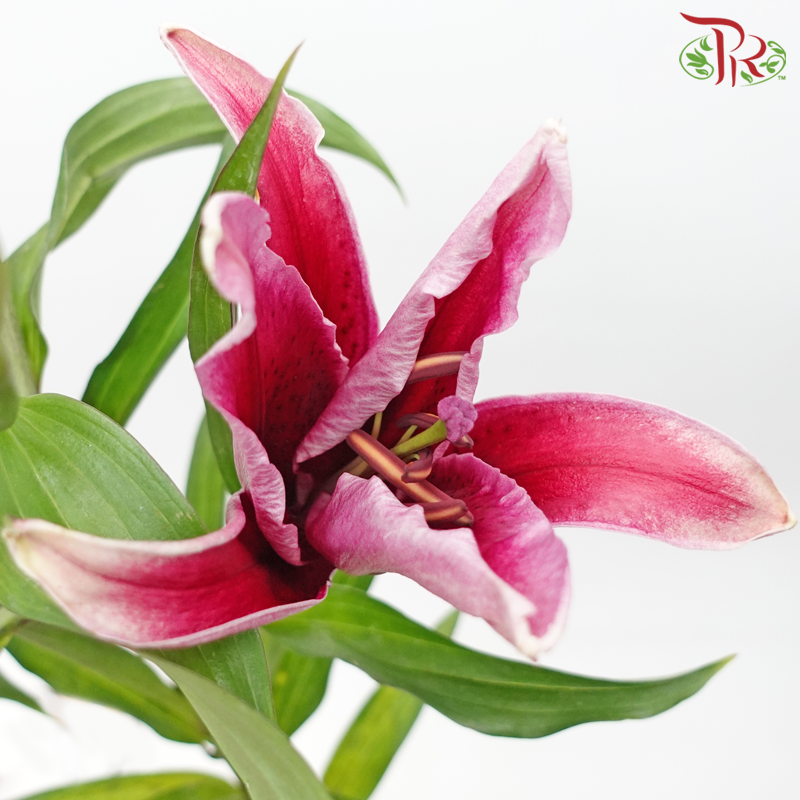 Lily 4+ - Sunset Pink (5 Stems) - Pudu Ria Florist