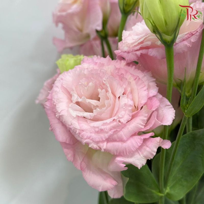 Eustoma《洋桔梗》