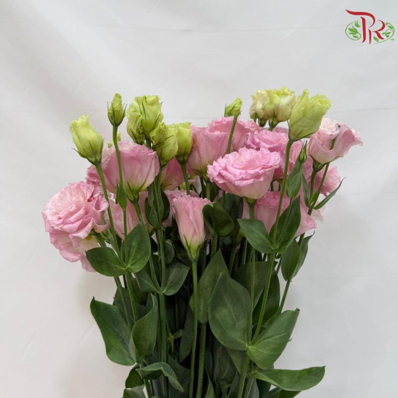 Eustoma《洋桔梗》