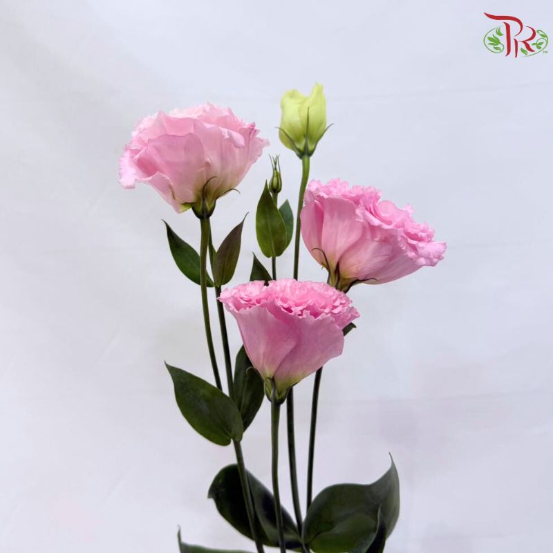 Eustoma《洋桔梗》
