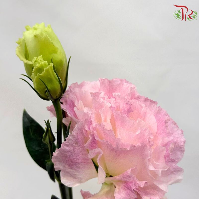 Eustoma《洋桔梗》