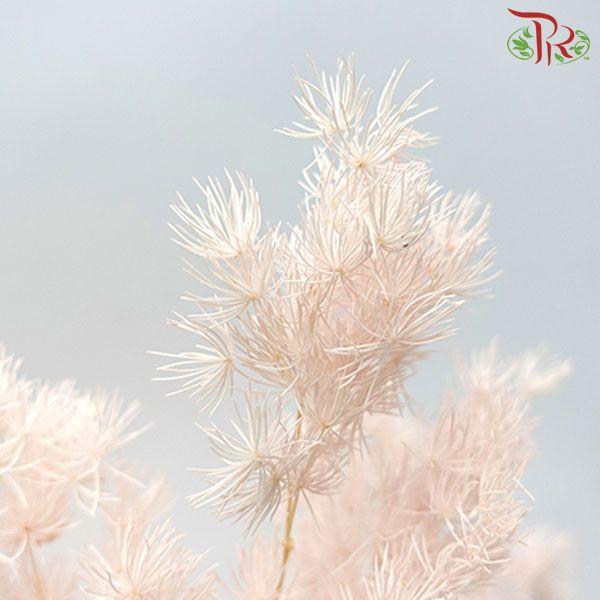 Preservative Asparagus Leaf - Blush - Pudu Ria Florist