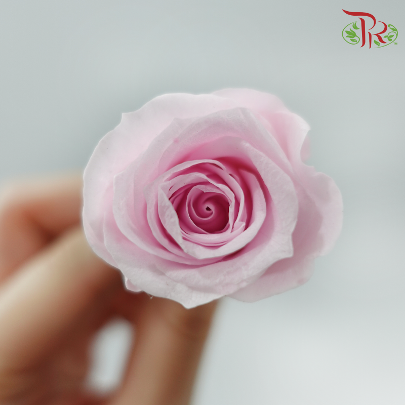 21 Blooms Preserved Rose