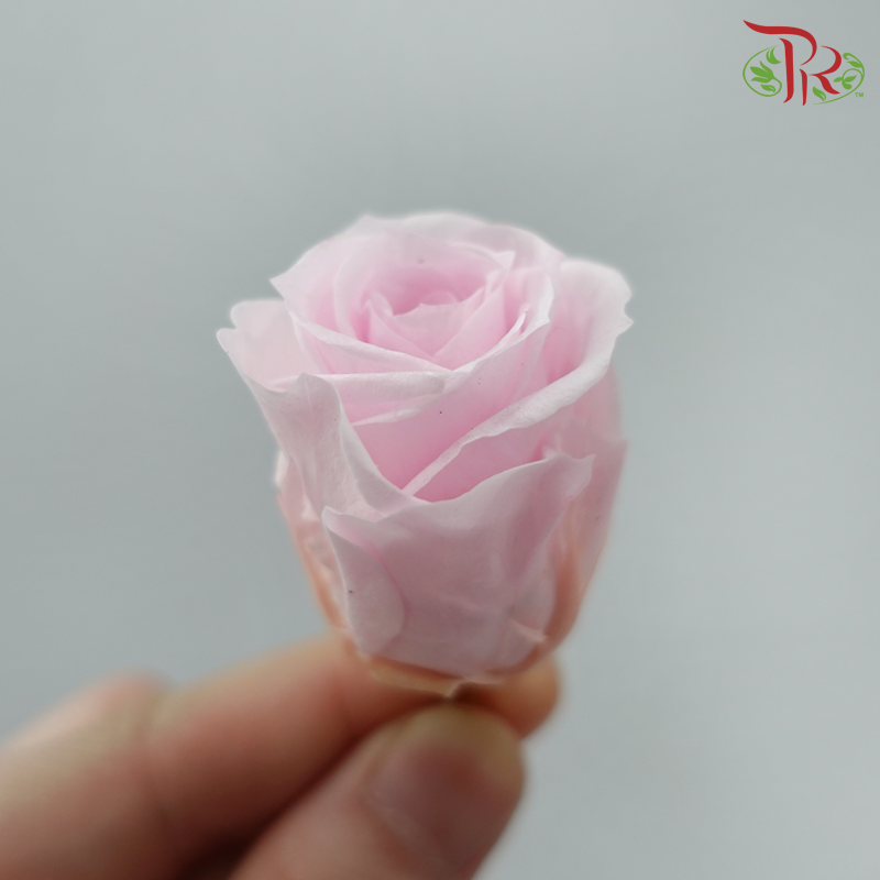 21 Blooms Preserved Rose