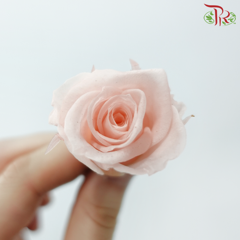 21 Blooms Preserved Rose