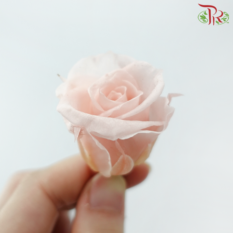 21 Blooms Preserved Rose
