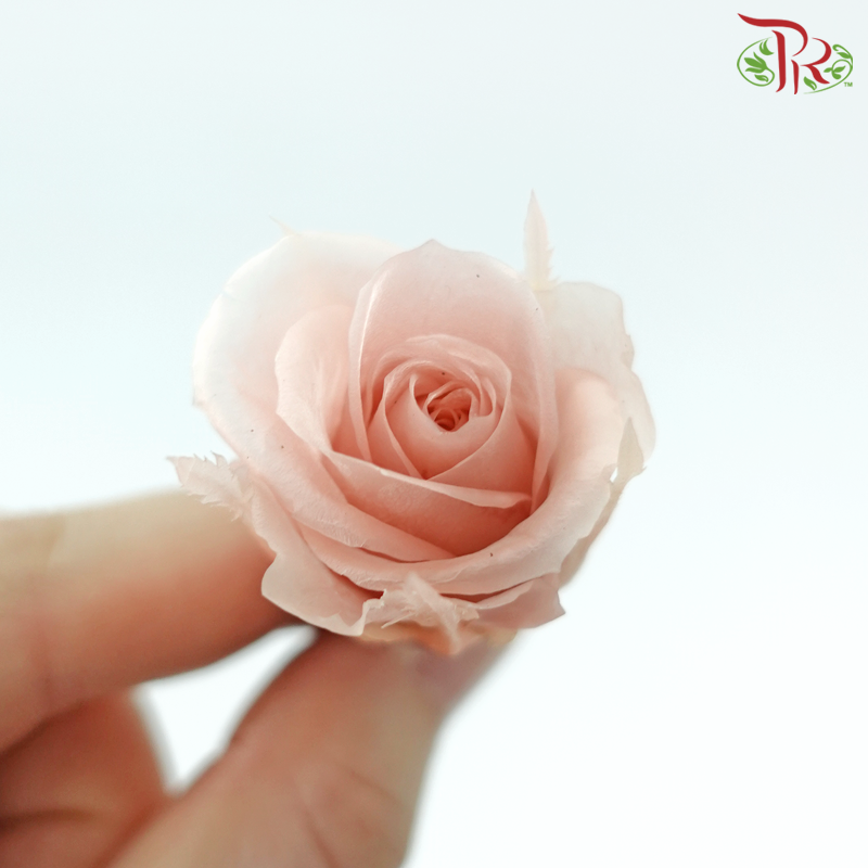 21 Blooms Preserved Rose