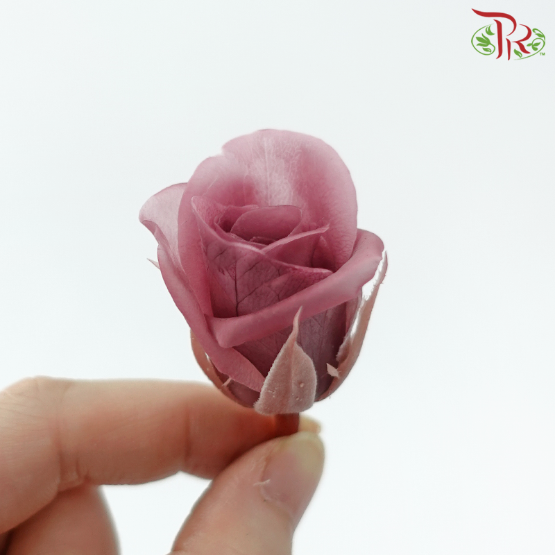 21 Blooms Preserved Rose