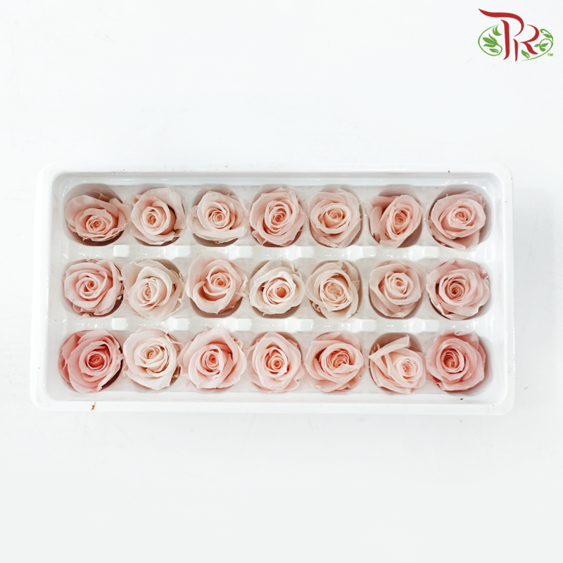 21 Blooms Preserved Rose
