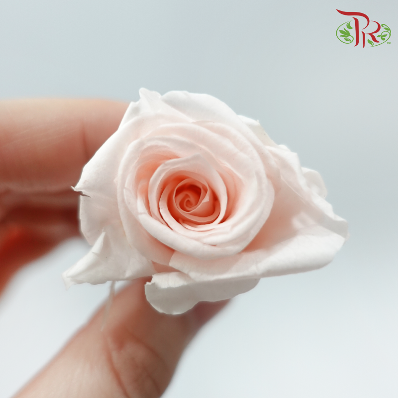 21 Blooms Preserved Rose