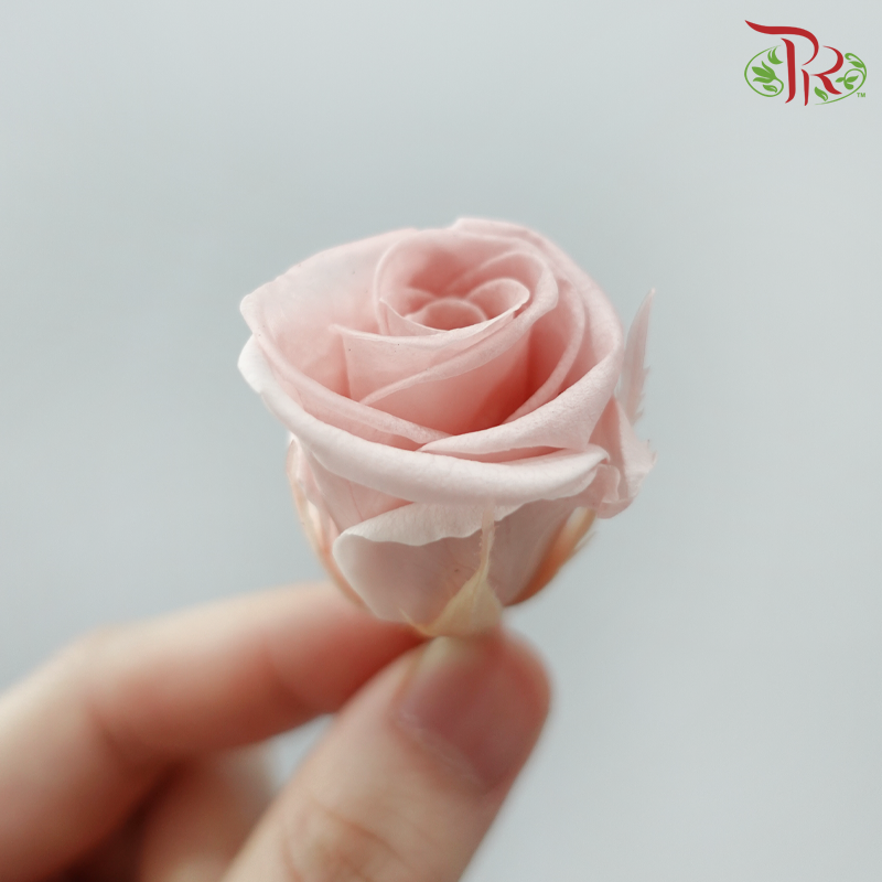 21 Blooms Preserved Rose