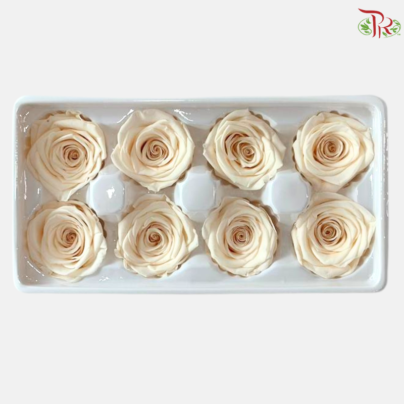 8 Blooms Preserved Rose