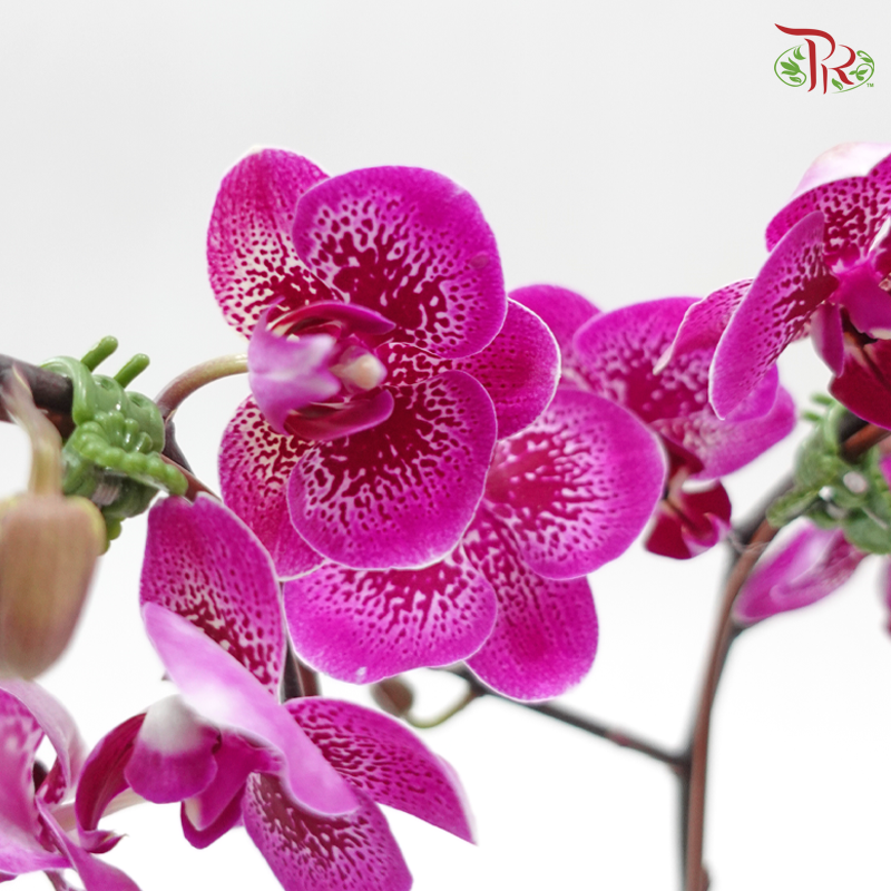 Phalaenopsis Orchid (Mini Double Stems) *With No Vase