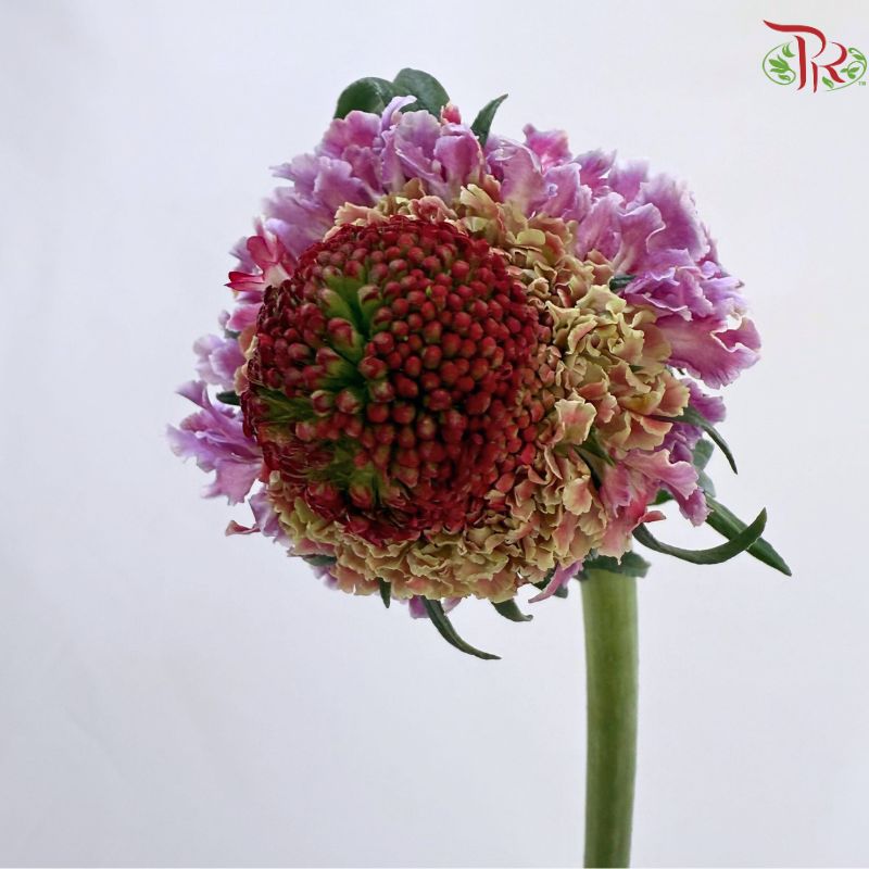 Scabiosa