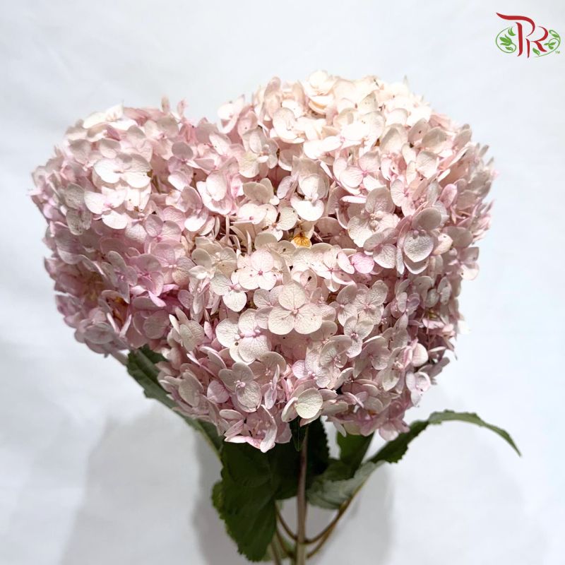Hydrangea  Pink  Stem **OFFER**《绣球花》