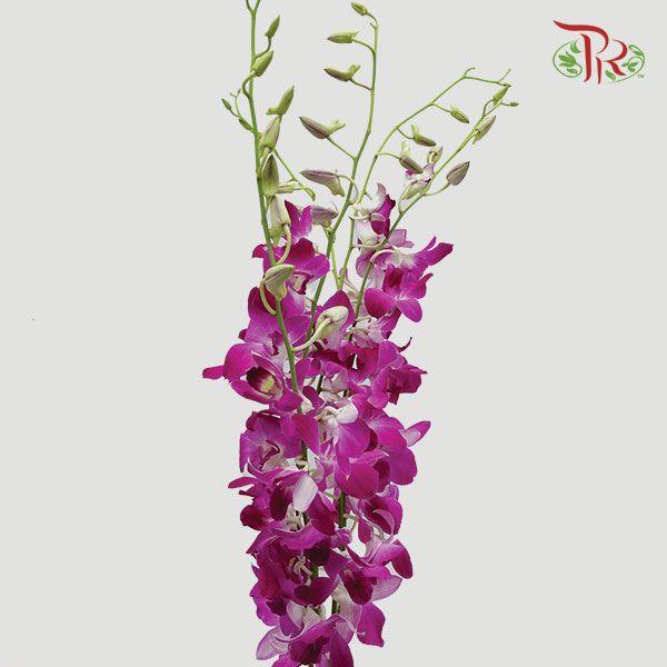Orchid Bon - (10 Stems) - Pudu Ria Florist