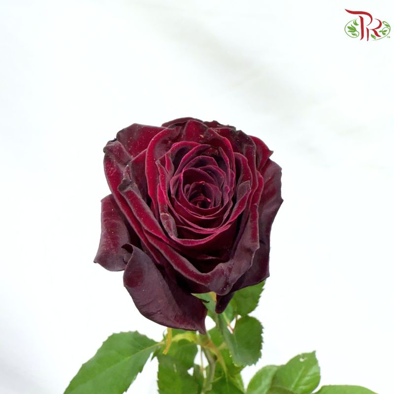 Rose 《玫瑰》(No Net)