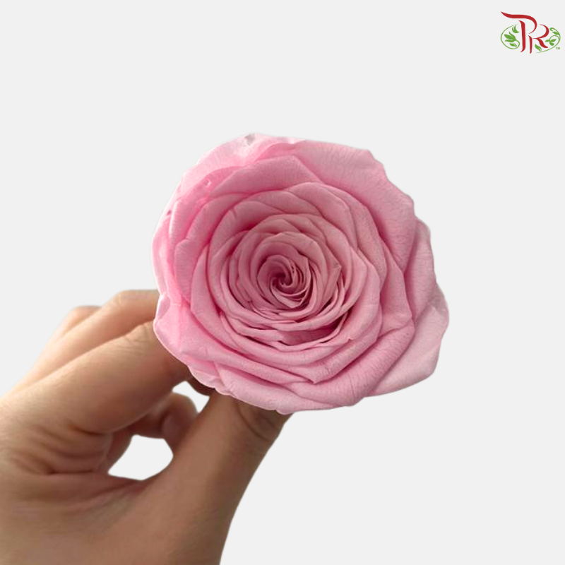 8 Blooms Preserved Rose