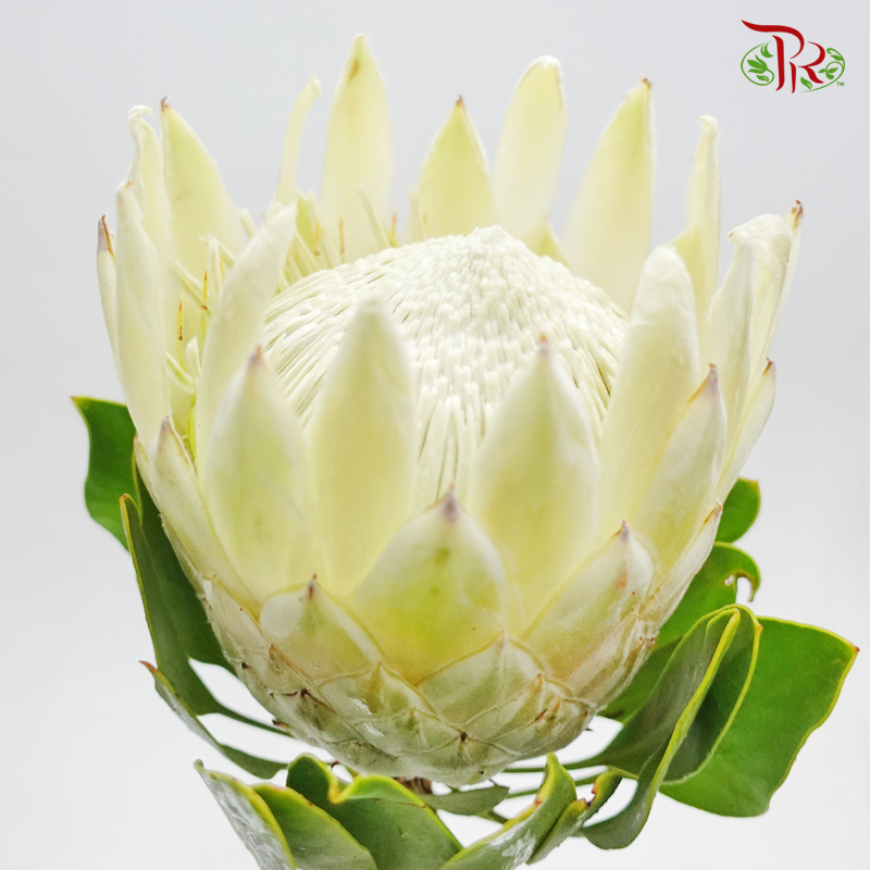 Protea Cynaroide - White (Per Stem) - Pudu Ria Florist