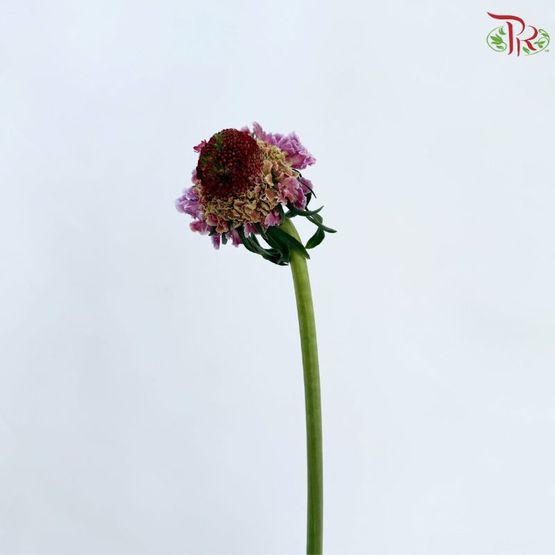 Scabiosa