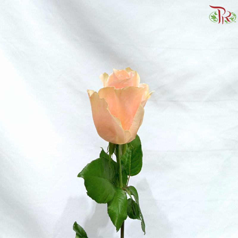 Rose 《玫瑰》(No Net)