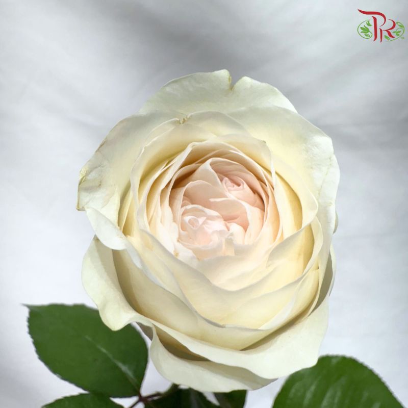 Rose 《玫瑰》(No Net)