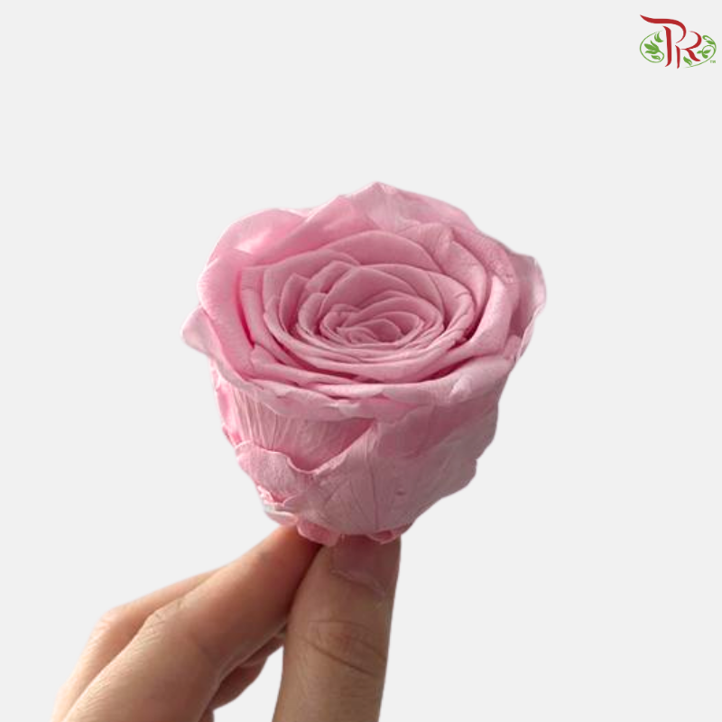 8 Blooms Preserved Rose