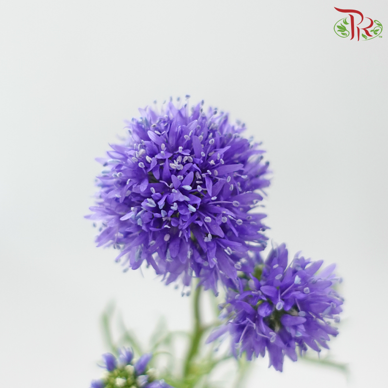 Gilia