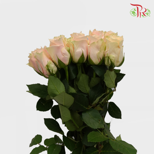 Rose - Lupita (10 Stems) - Pudu Ria Florist