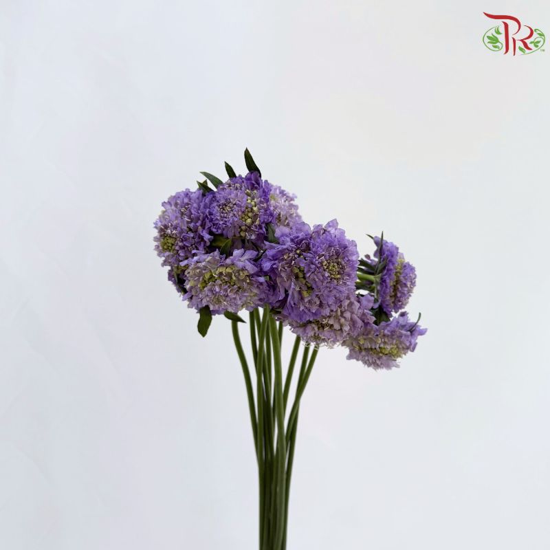 Scabiosa