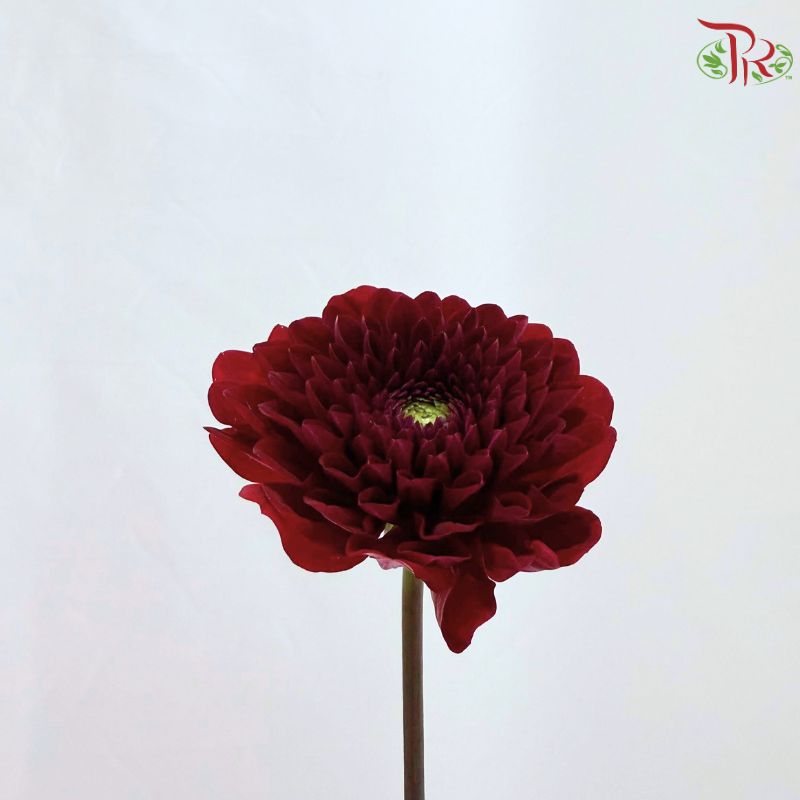 Dahlia Hybrida 《大丽花》