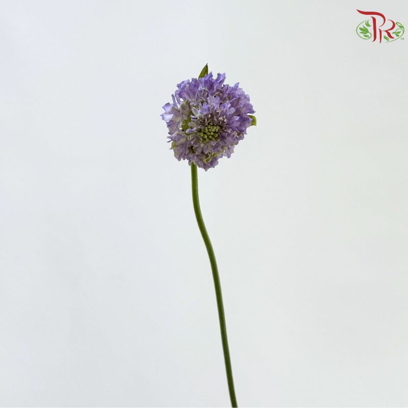 Scabiosa