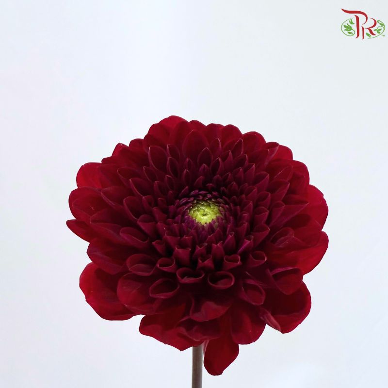 Dahlia Hybrida 《大丽花》