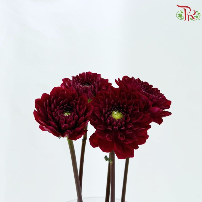 Dahlia Hybrida 《大丽花》