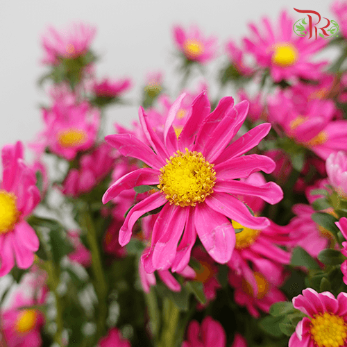 Hana - Cherry Pink (Per Bunch) - Pudu Ria Florist