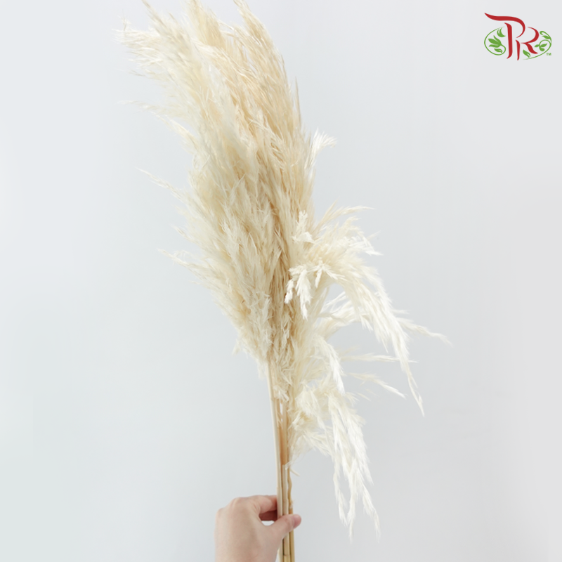 Dry Wild Pampas Grass